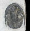Large Cornuproetus Trilobite #28148-2